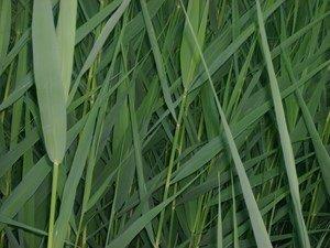Photo for psalm 14 (small)